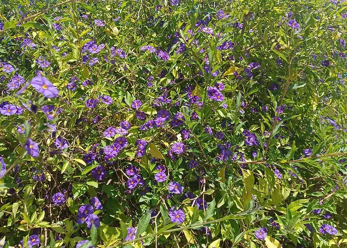 Boomerang 3* La Massimina-Casal Lumbroso