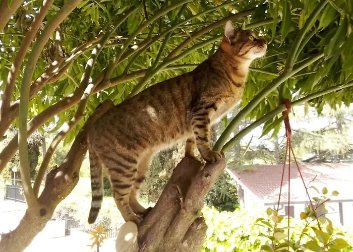 Boomerang 3* La Massimina-Casal Lumbroso